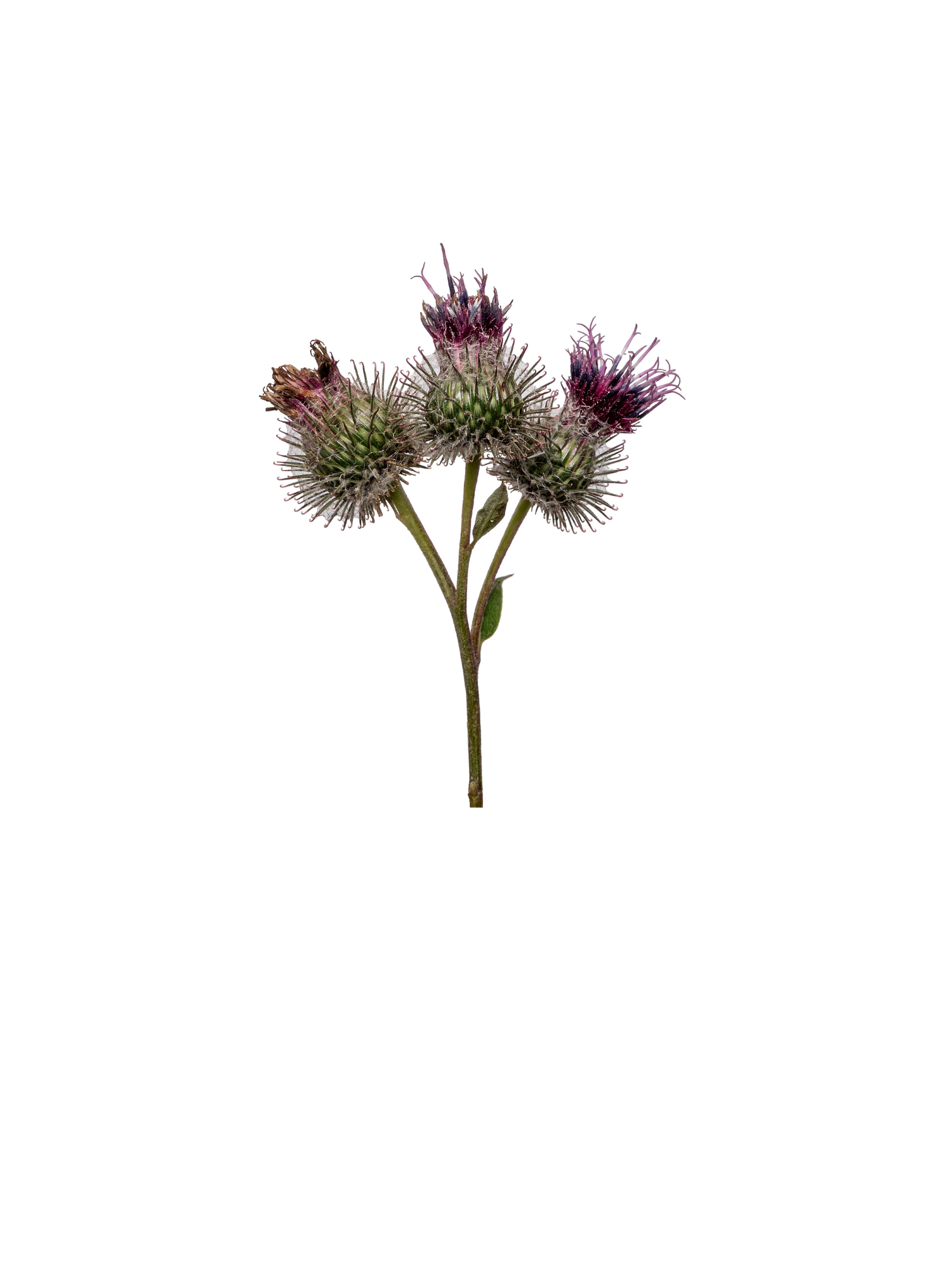 Extrait de bardane utilisé dans le sérum clarityboost d'unlëss cosmetics, soins sains, naturels et efficaces. 100/100 YUKA. Made in Belgium