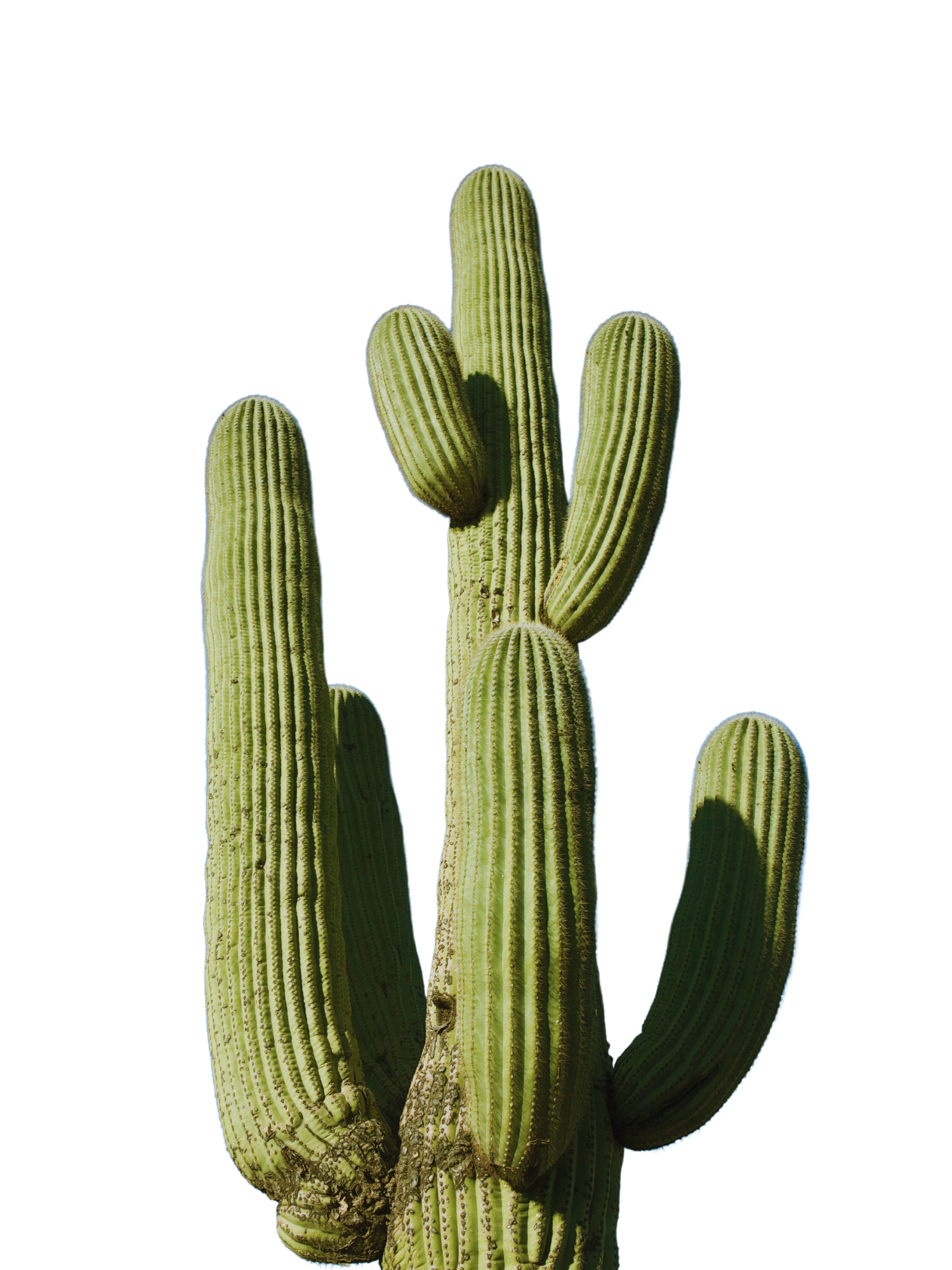 Cactus - éléments interdits dans nos produits sains et efficaces Unlëss Cosmetics, 100/100 YUKA