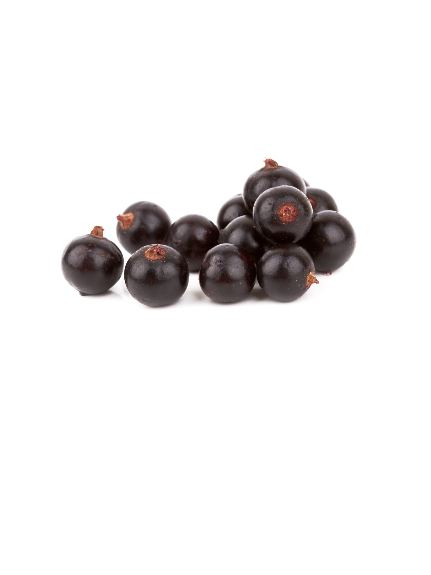 Hydrolat de Cassis utilisé dans le sérum oxishield d'unlëss cosmetics, soins sains, naturels et efficaces. 100/100 YUKA. Made in Belgium