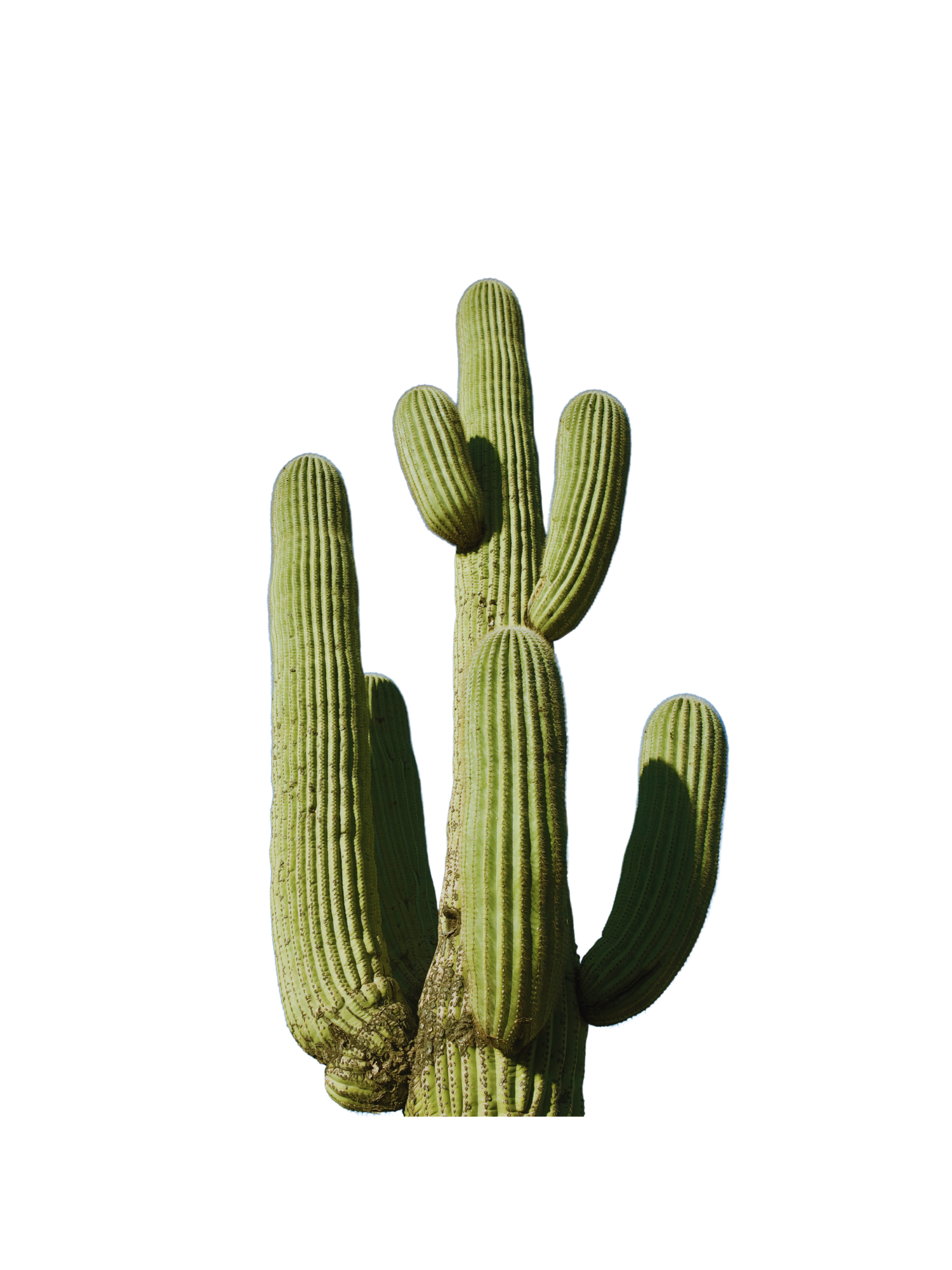 Cactus - éléments interdits dans nos produits sains et efficaces Unlëss Cosmetics, 100/100 YUKA