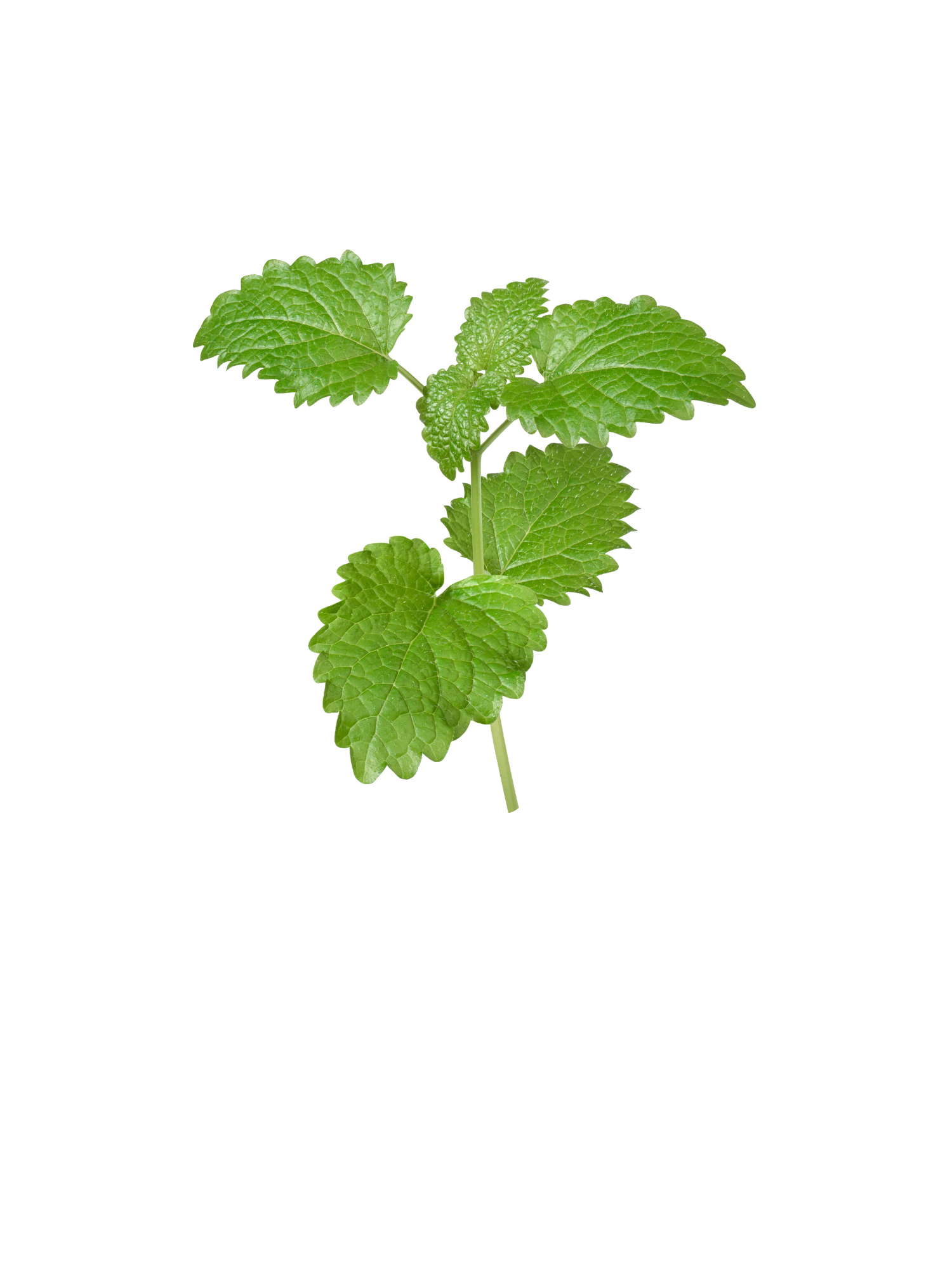 Hydrolat de melisse utilisé dans le sérum clarityboost d'unlëss cosmetics, soins sains, naturels et efficaces. 100/100 YUKA. Made in Belgium