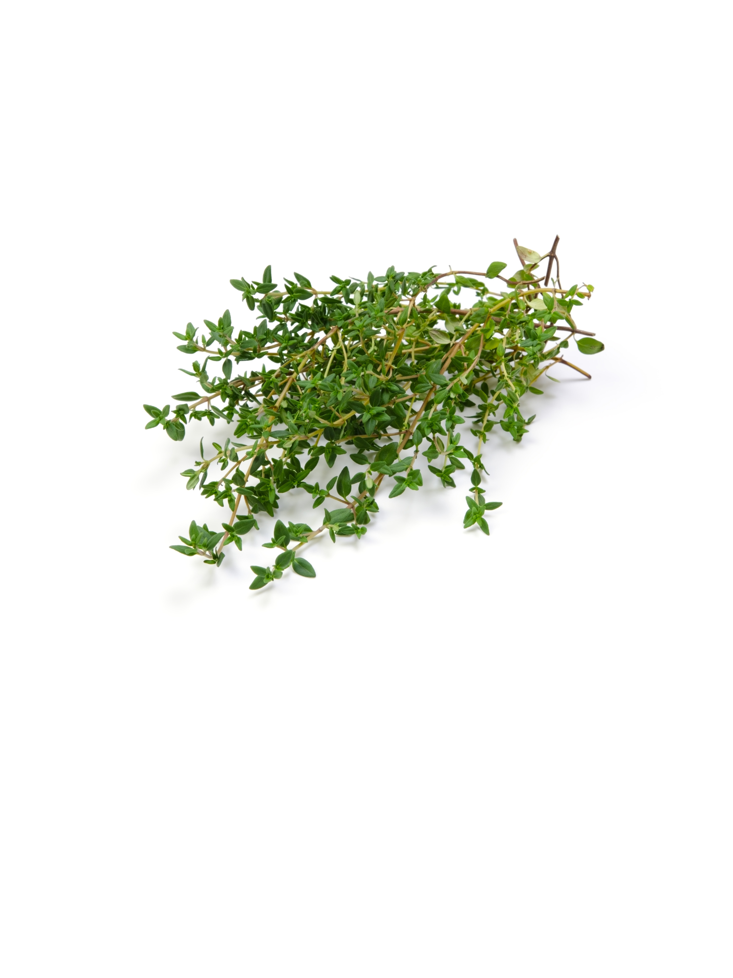 Extrait de thym utilisé dans le nettoyant détoxclean d'unlëss cosmetics, soins sains, naturels et efficaces. 100/100 YUKA. Made in Belgium